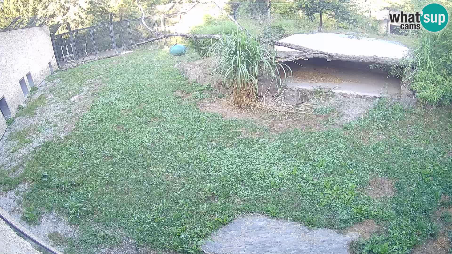 LION live Webcam in Ljubljana Zoo – Slovenia