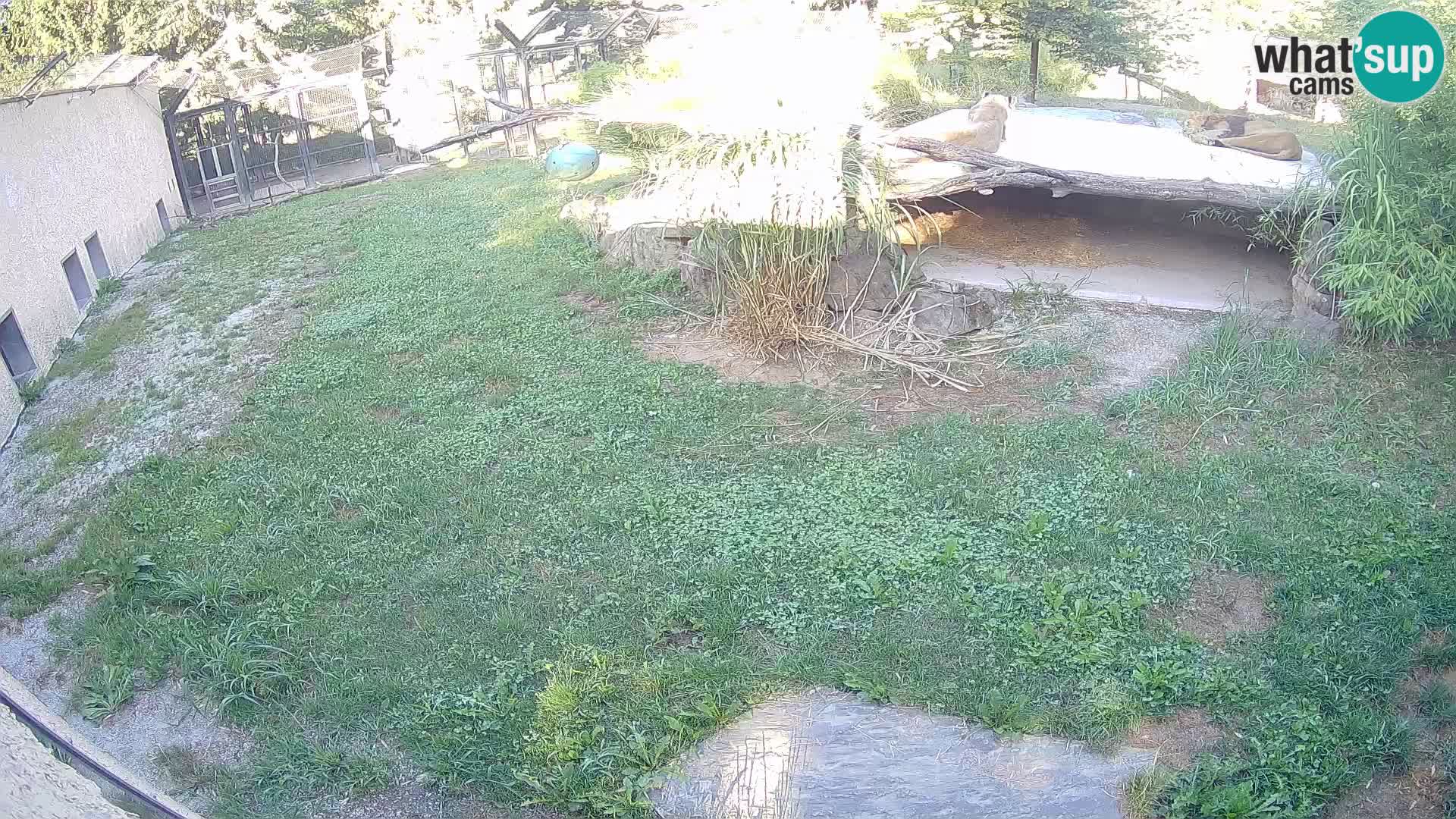 LION live Webcam in Ljubljana Zoo – Slovenia
