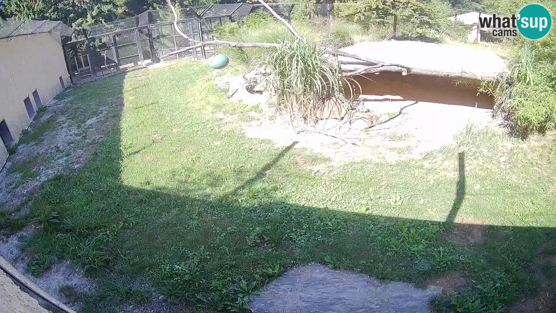 LEONE live Webcam nello zoo di Lubiana – Slovenia
