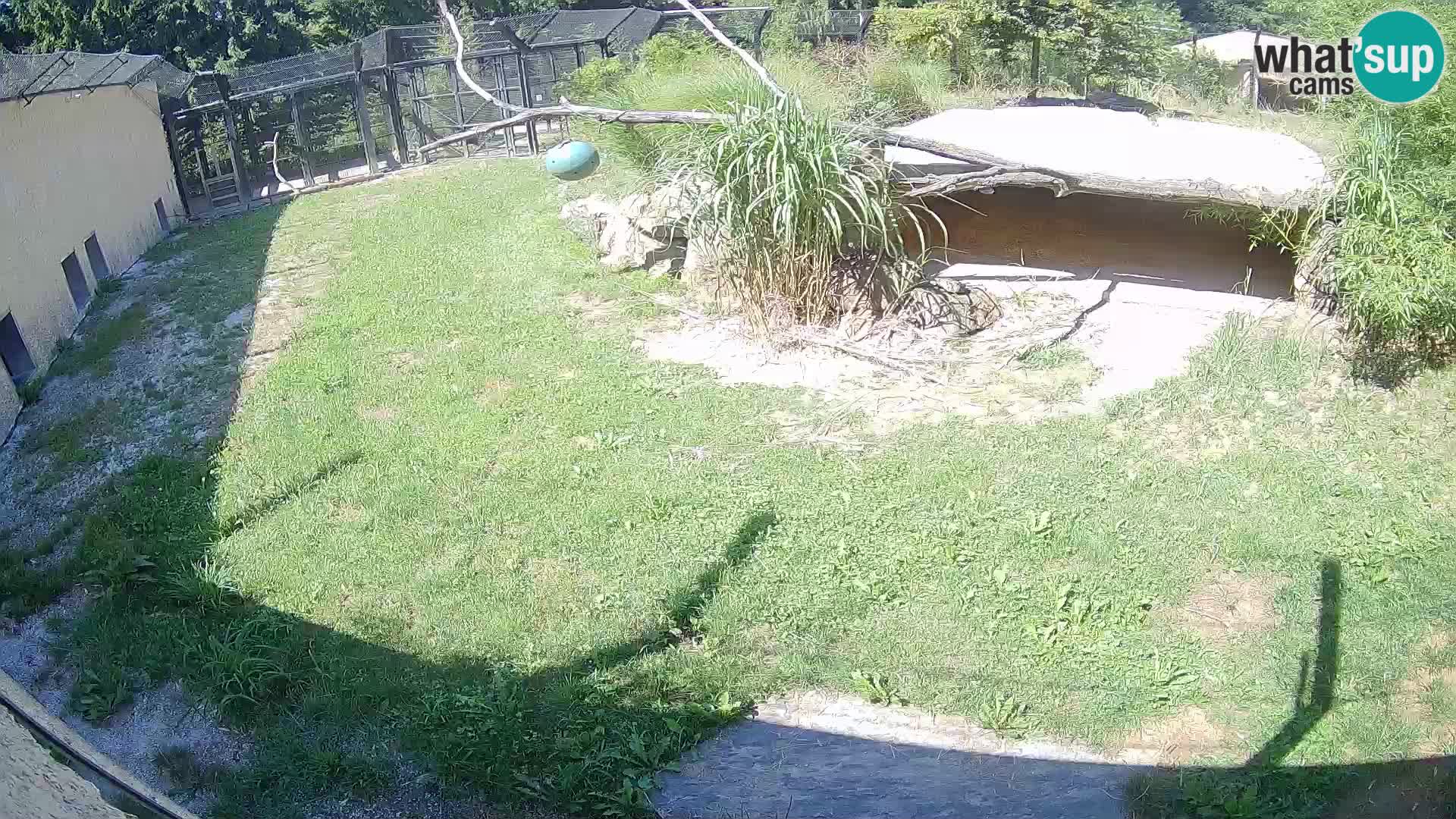 LION live Webcam in Ljubljana Zoo – Slovenia