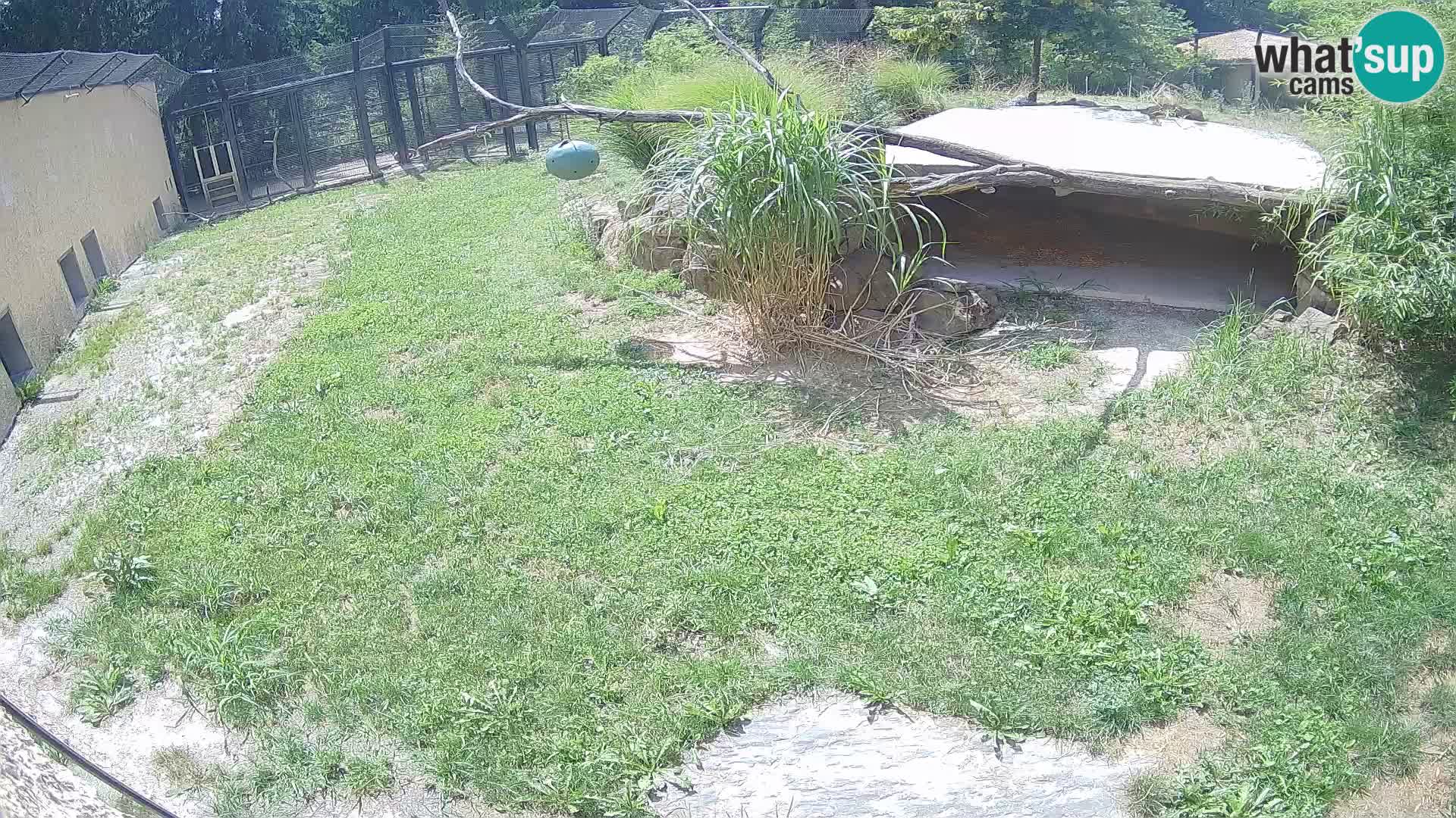 Löwe live Webcam im Zoo von Ljubljana – Slowenien