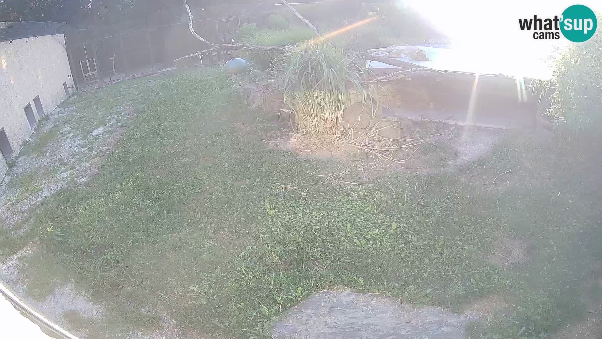 LION live Webcam in Ljubljana Zoo – Slovenia