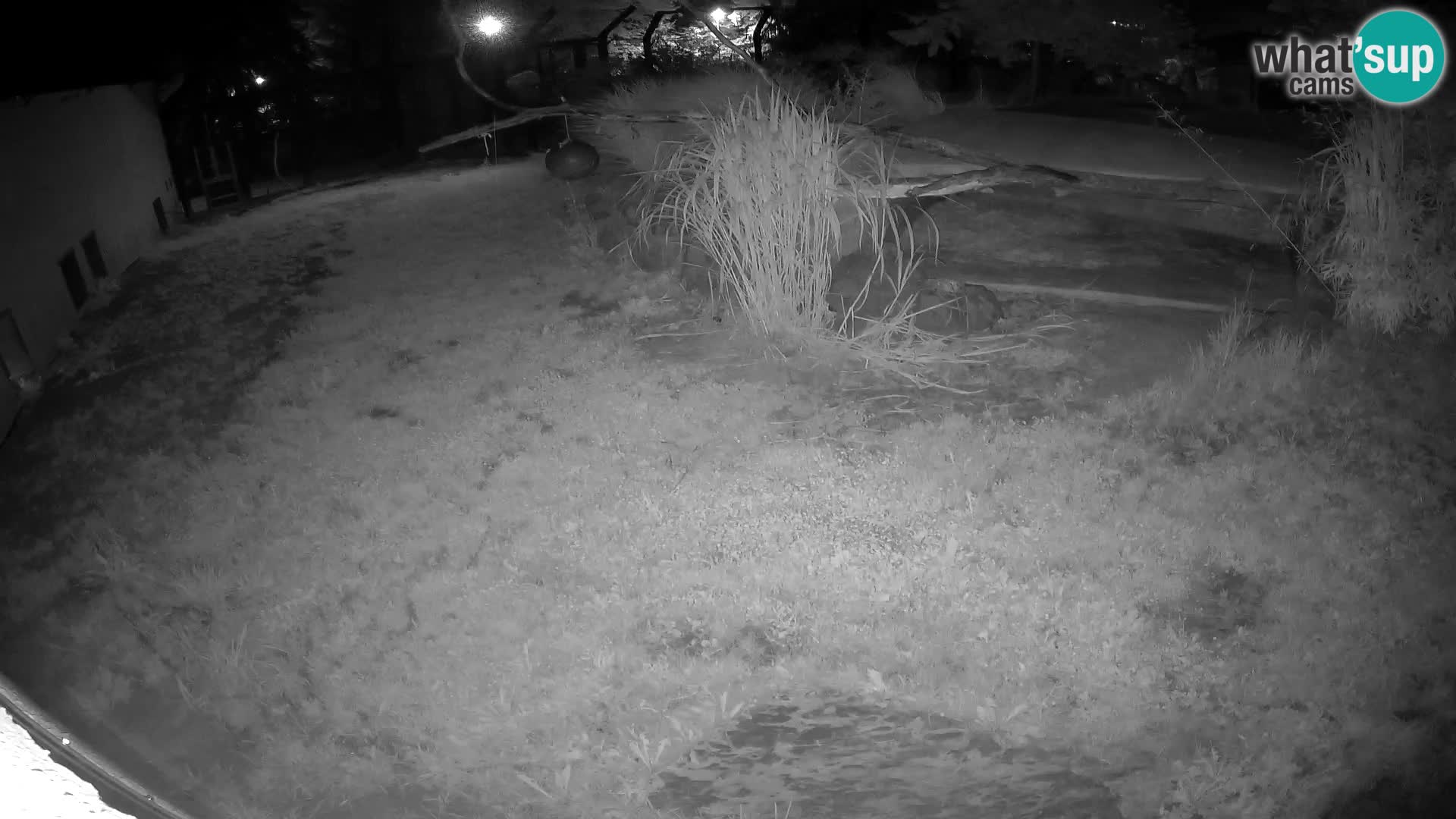 LEONE live Webcam nello zoo di Lubiana – Slovenia