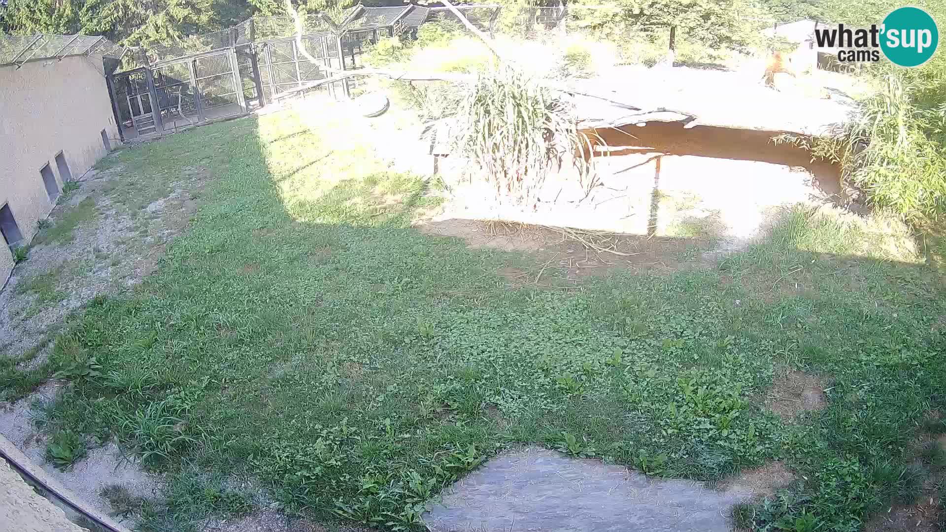 LION webcam en direct du zoo de Ljubljana – Slovénie