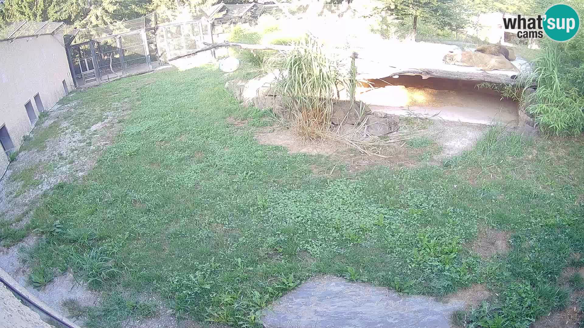 LEONE live Webcam nello zoo di Lubiana – Slovenia