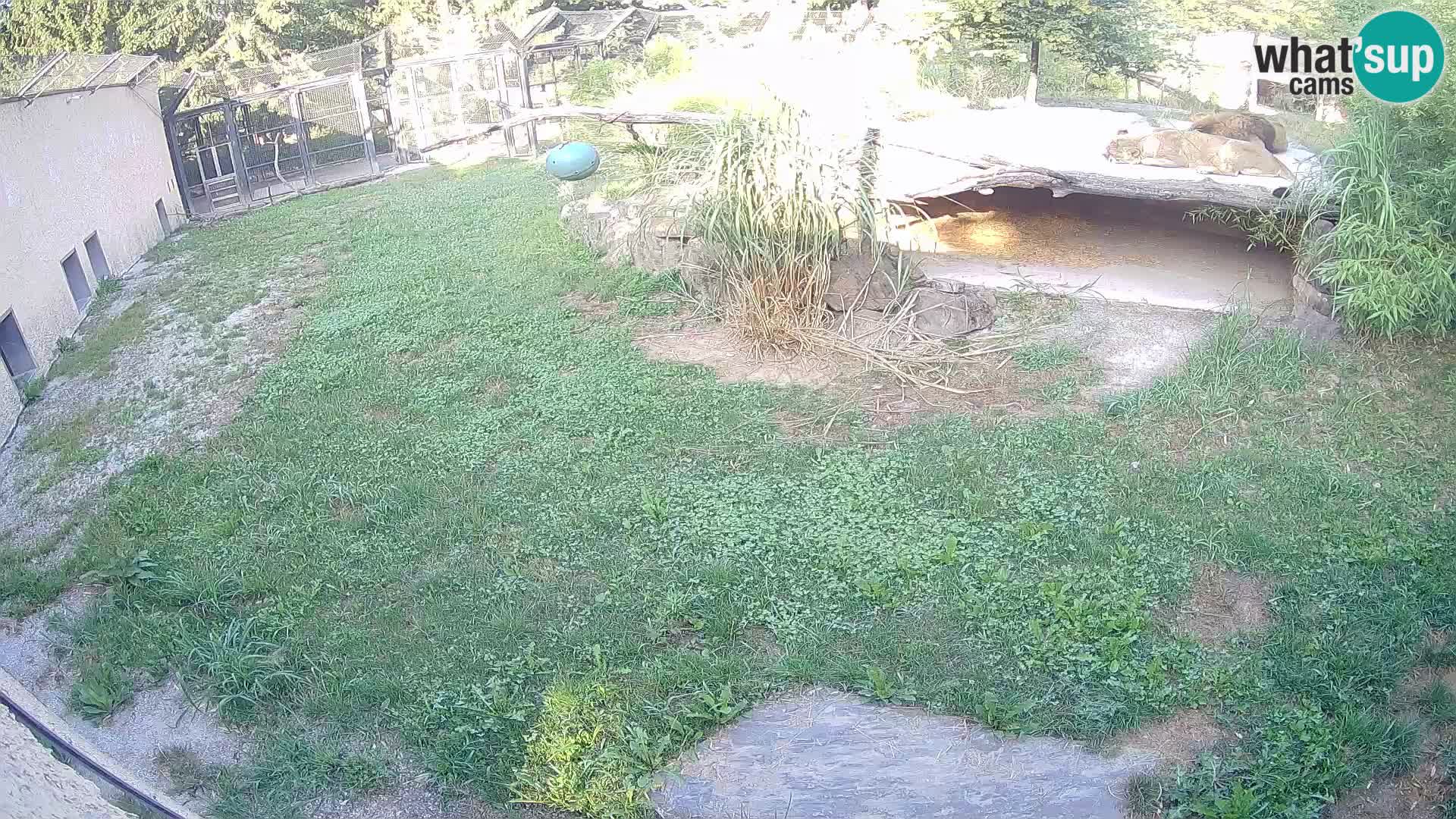 LEON Webcam en vivo en Ljubljana Zoo – Eslovenia