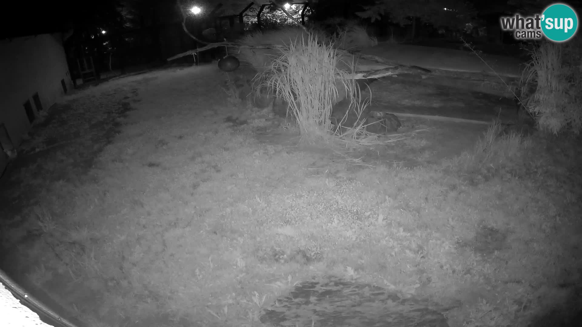 LION live Webcam in Ljubljana Zoo – Slovenia
