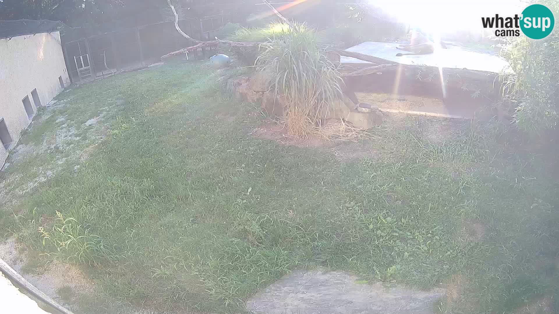 Löwe live Webcam im Zoo von Ljubljana – Slowenien
