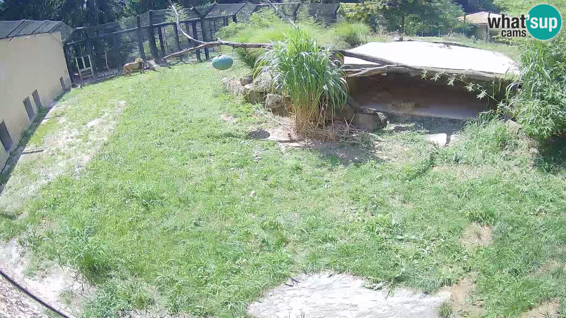 Löwe live Webcam im Zoo von Ljubljana – Slowenien