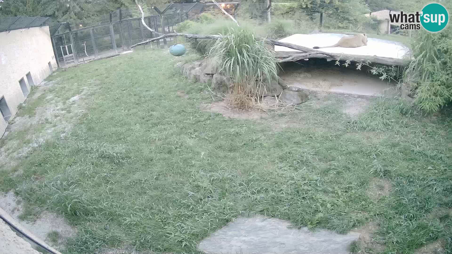 LEON Webcam en vivo en Ljubljana Zoo – Eslovenia