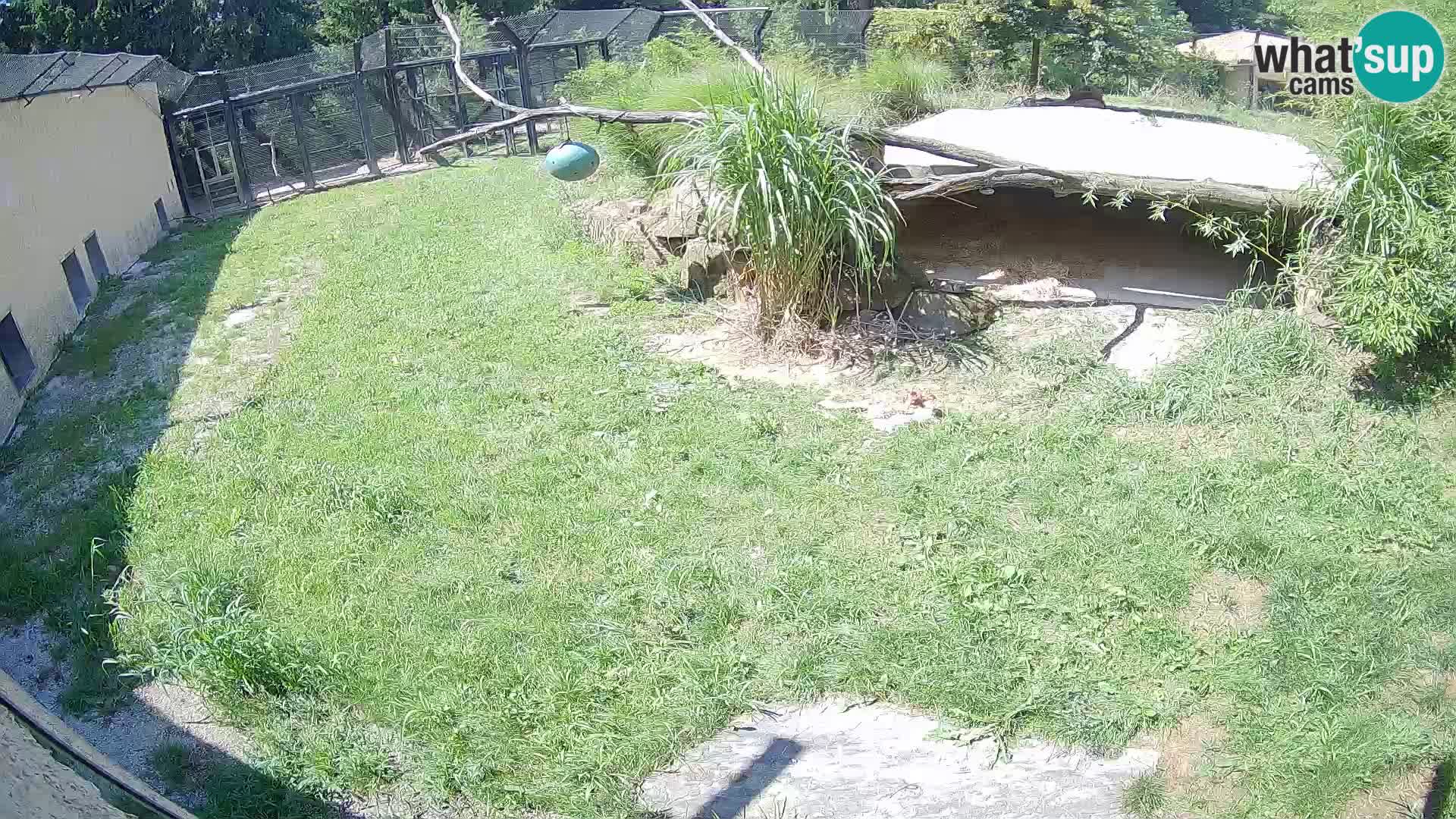 LION webcam en direct du zoo de Ljubljana – Slovénie