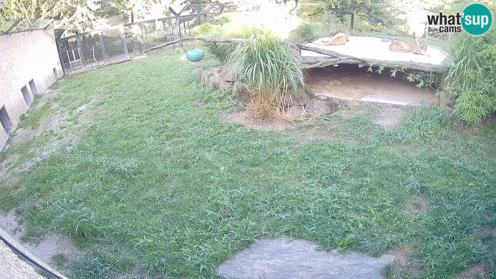 LION webcam en direct du zoo de Ljubljana – Slovénie
