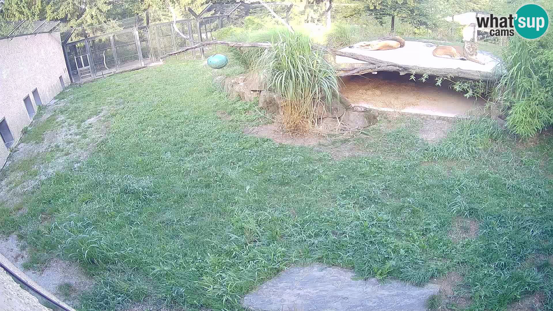 LEVI spletna kamera v živalskem vrtu Ljubljana Zoo