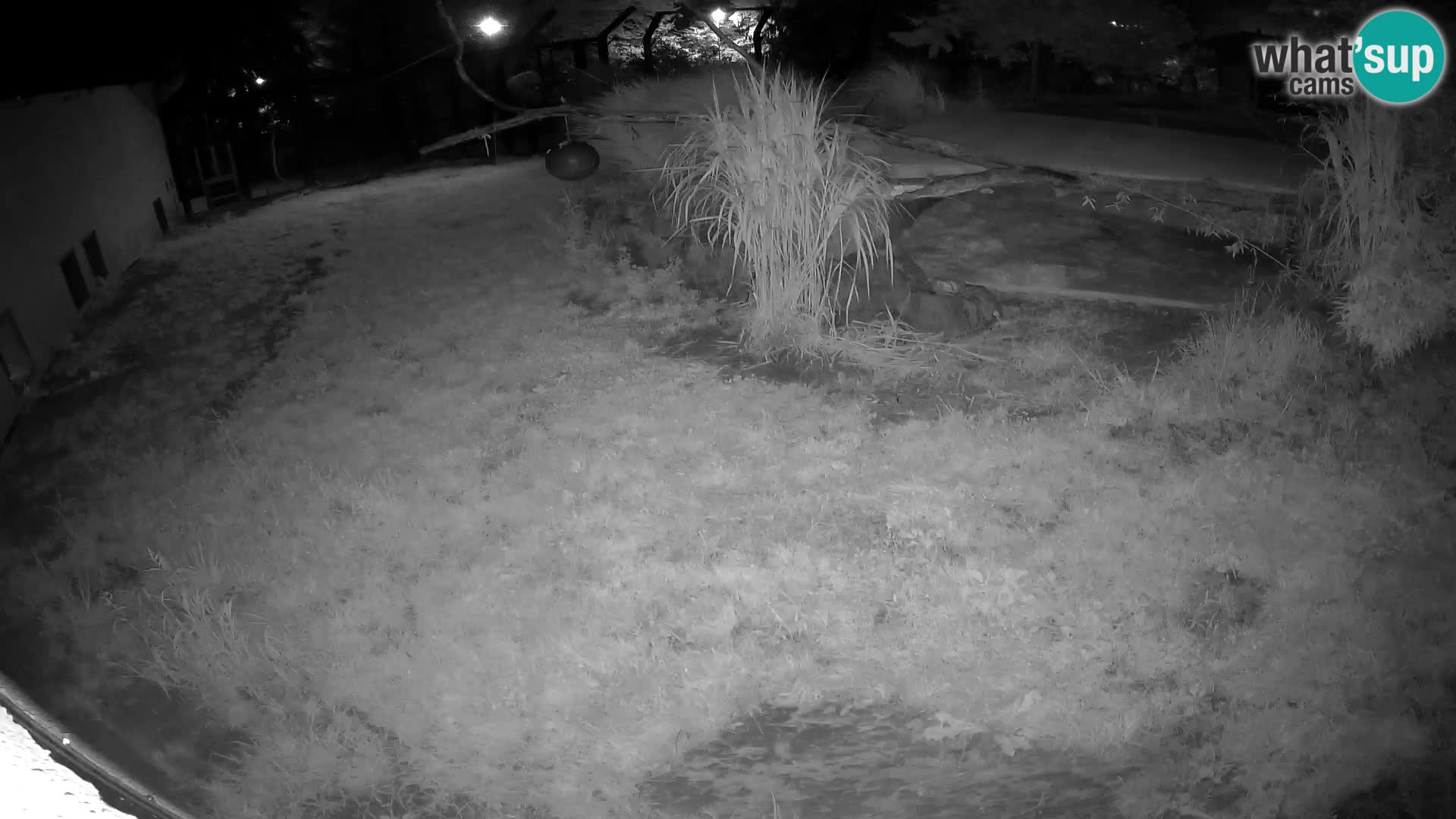 Löwe live Webcam im Zoo von Ljubljana – Slowenien