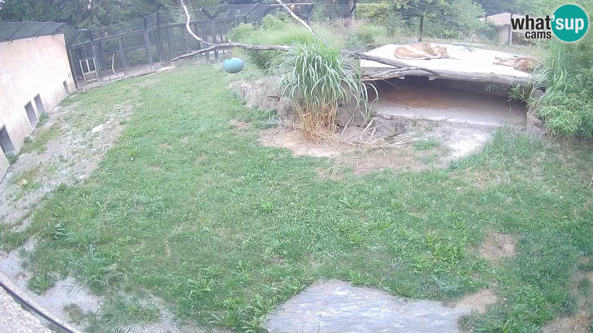LEONE live Webcam nello zoo di Lubiana – Slovenia