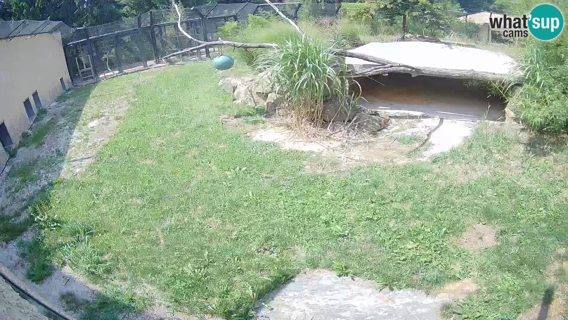LION live Webcam in Ljubljana Zoo – Slovenia