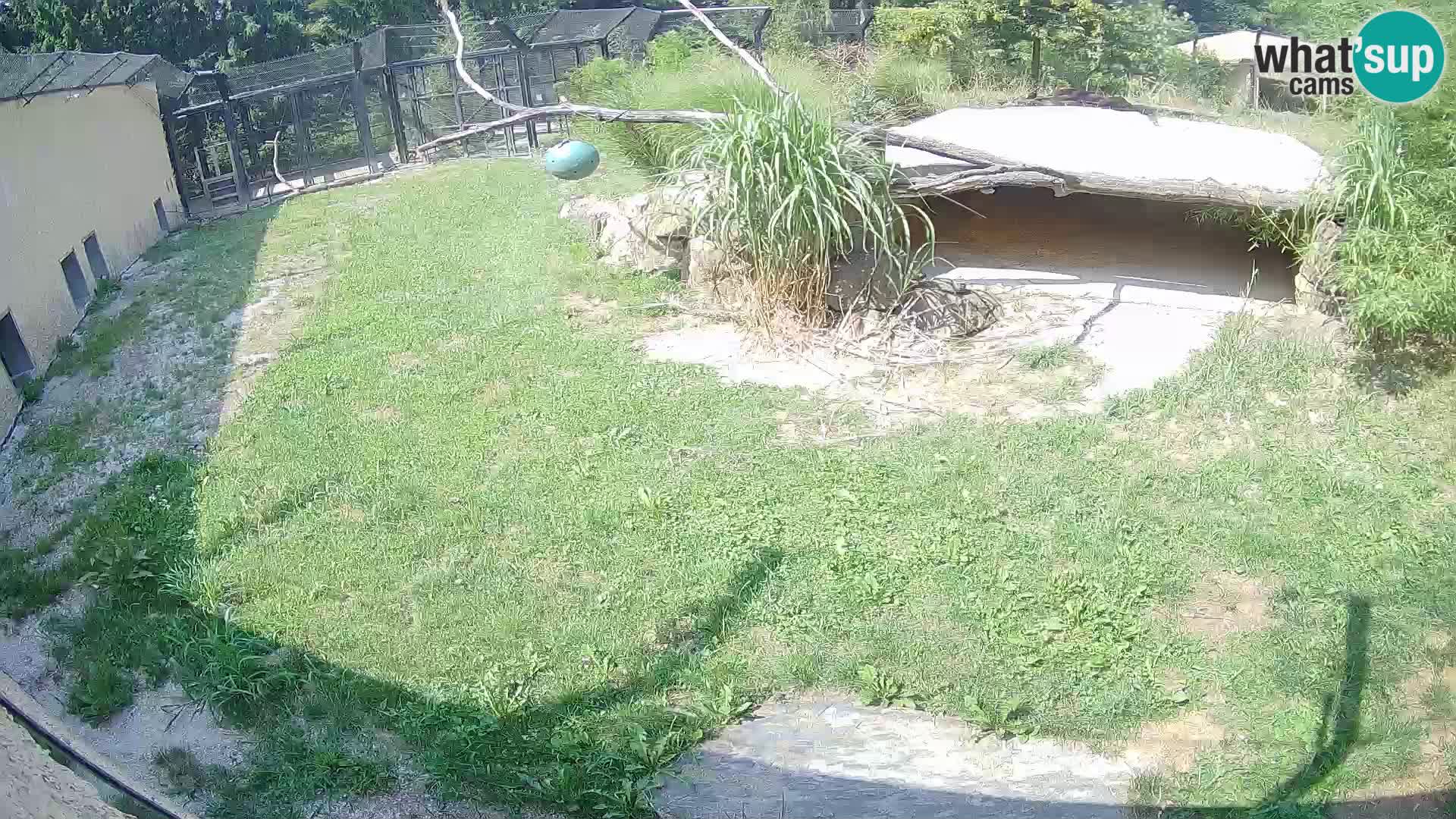 LION live Webcam in Ljubljana Zoo – Slovenia