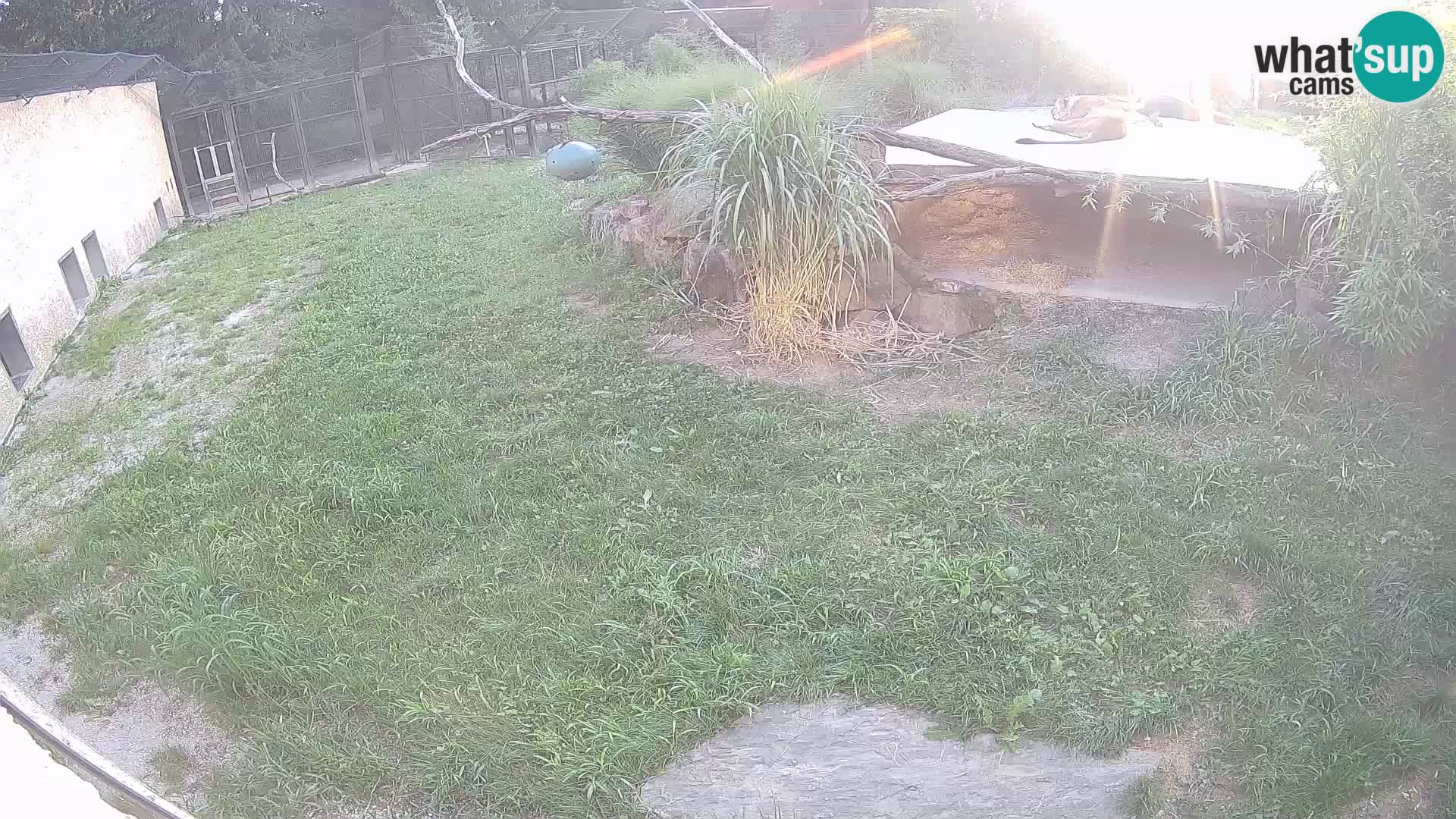 LEON Webcam en vivo en Ljubljana Zoo – Eslovenia