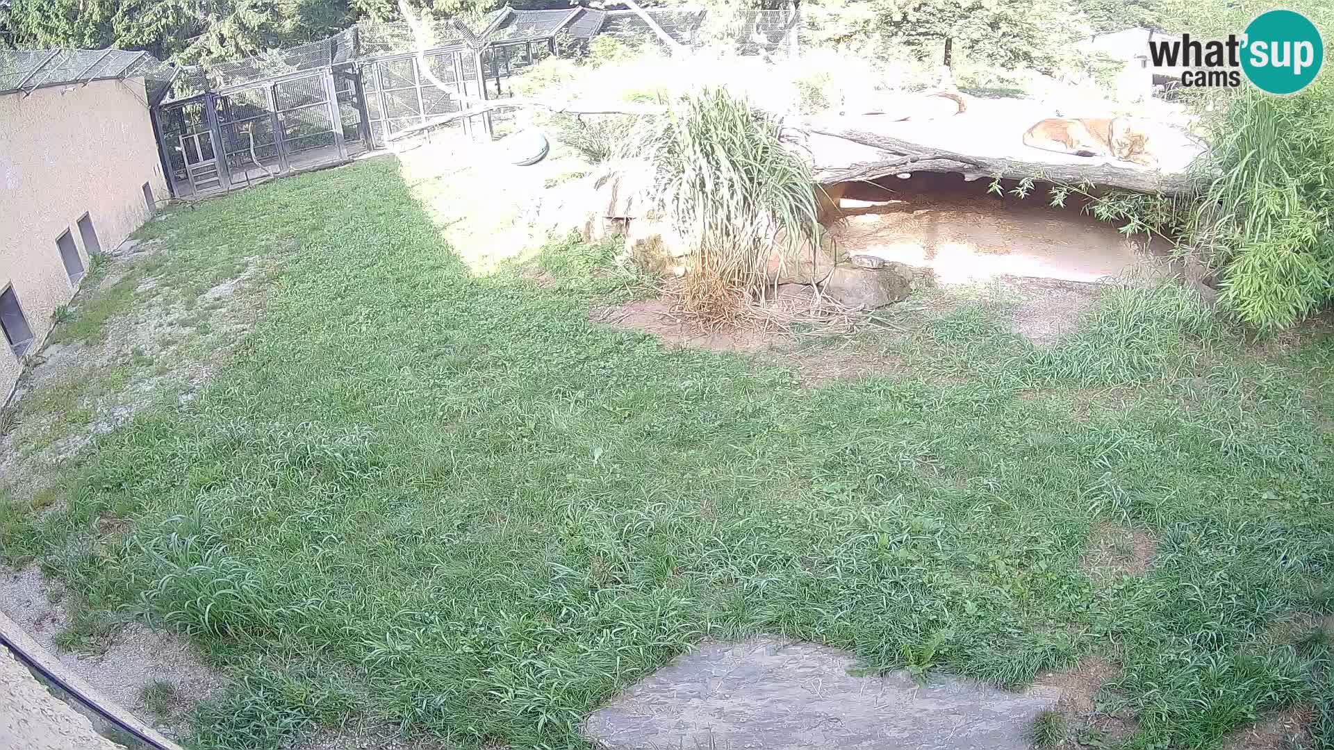 Löwe live Webcam im Zoo von Ljubljana – Slowenien