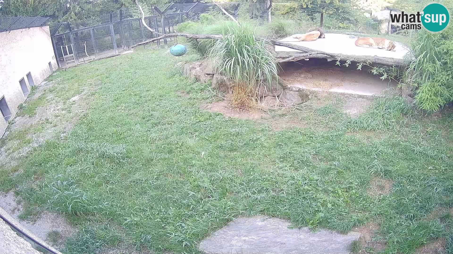 Löwe live Webcam im Zoo von Ljubljana – Slowenien