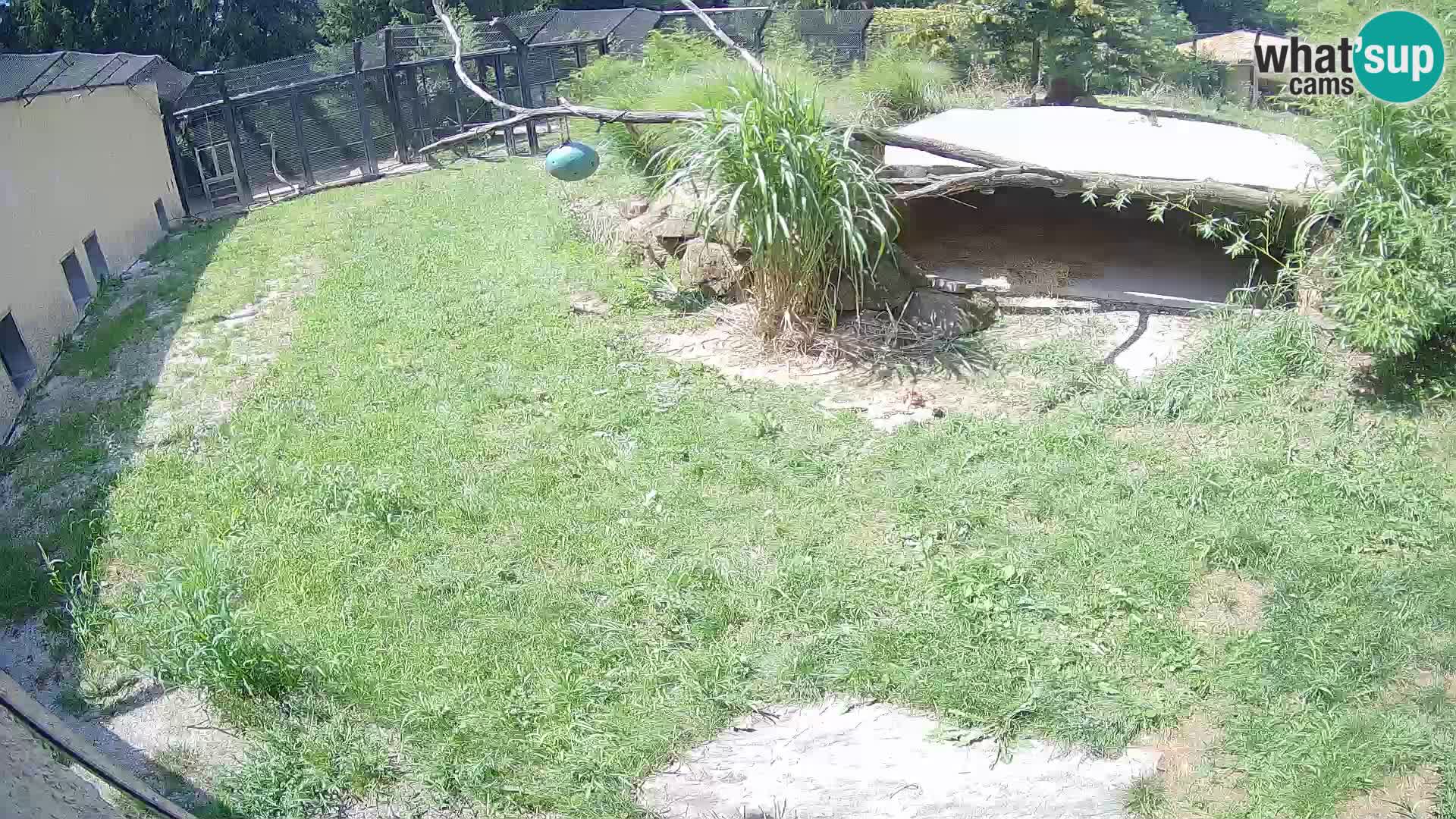 LEONE live Webcam nello zoo di Lubiana – Slovenia