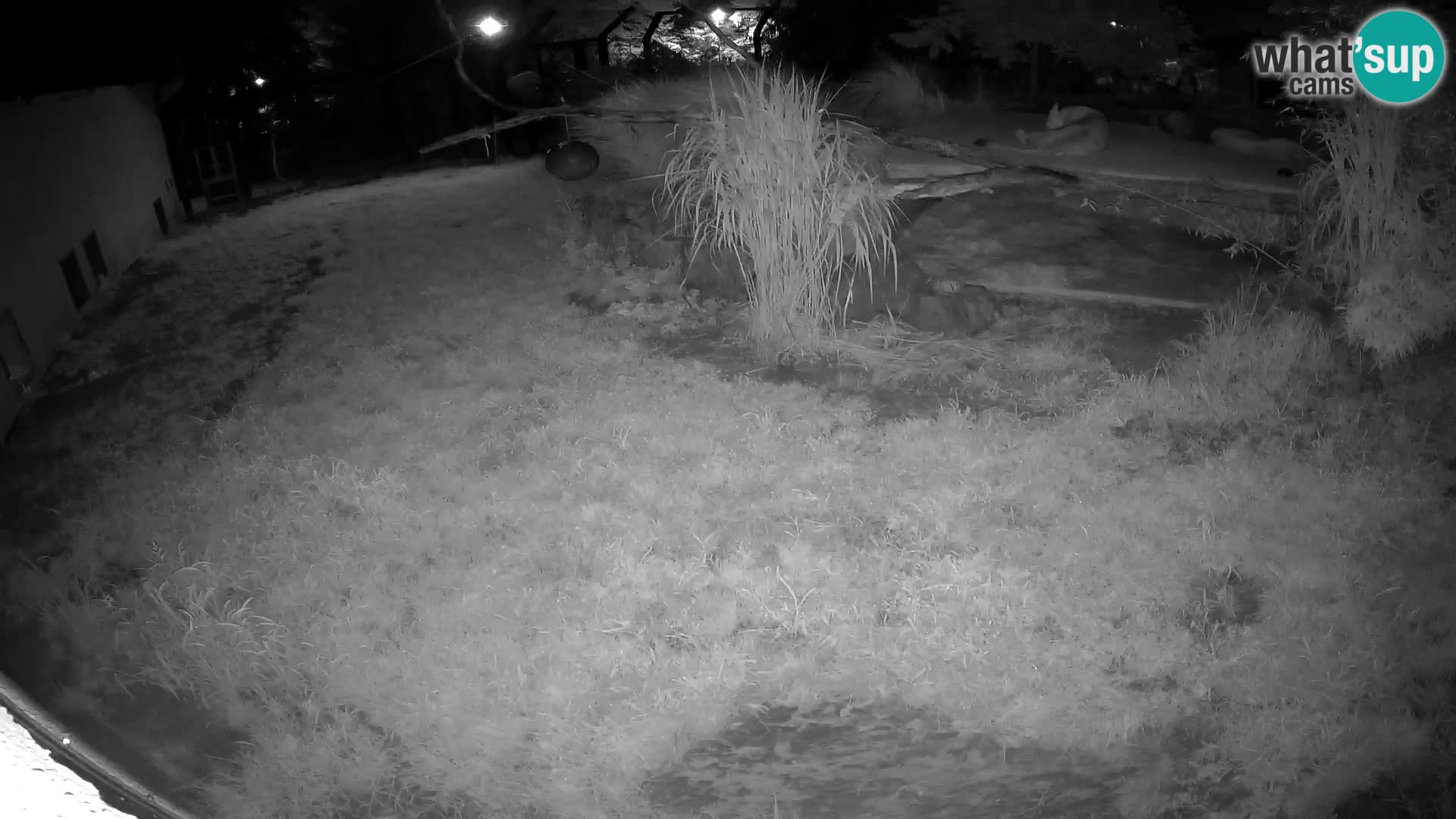 LION webcam en direct du zoo de Ljubljana – Slovénie
