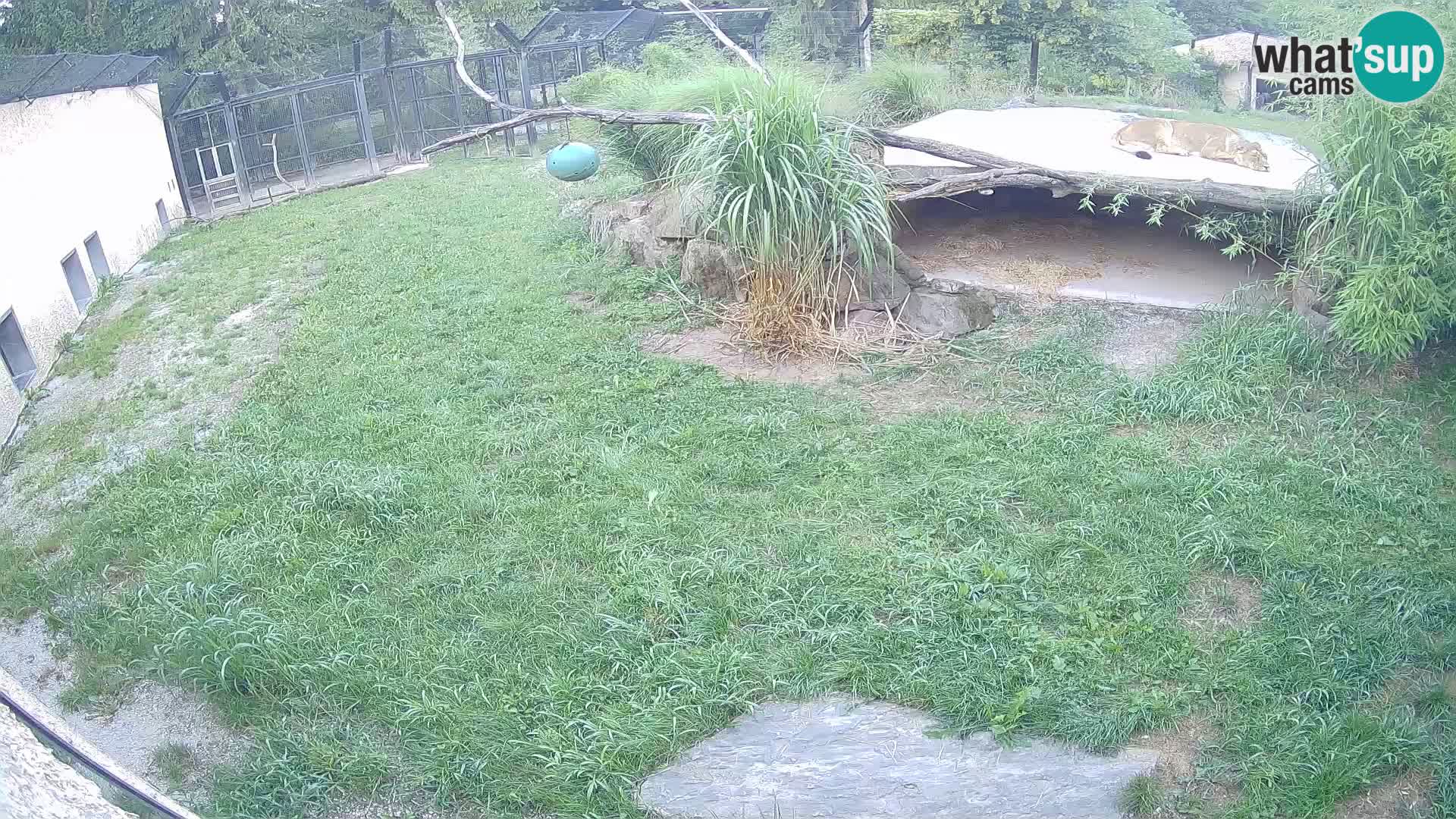 LEON Webcam en vivo en Ljubljana Zoo – Eslovenia