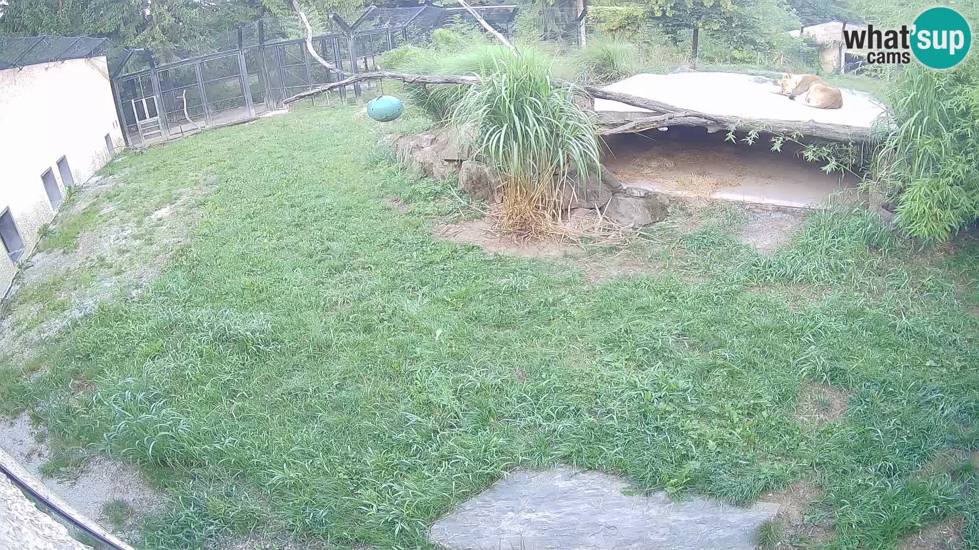 LION webcam en direct du zoo de Ljubljana – Slovénie