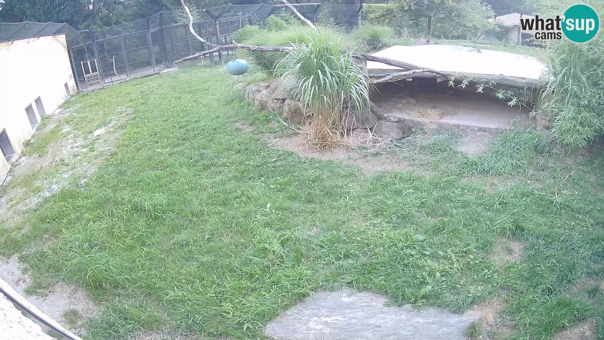 LEON Webcam en vivo en Ljubljana Zoo – Eslovenia