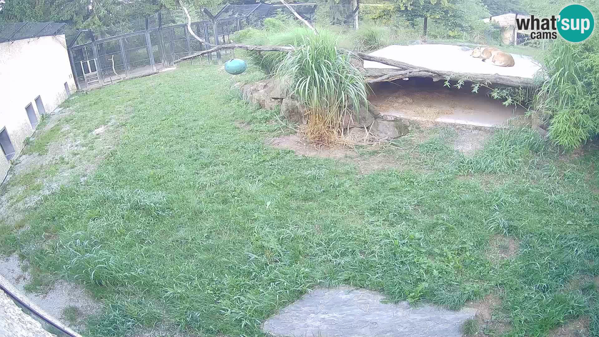 LEON Webcam en vivo en Ljubljana Zoo – Eslovenia