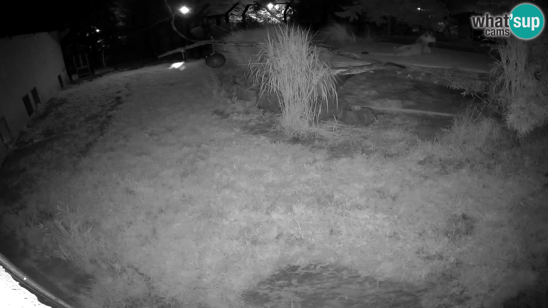 LION live Webcam in Ljubljana Zoo – Slovenia