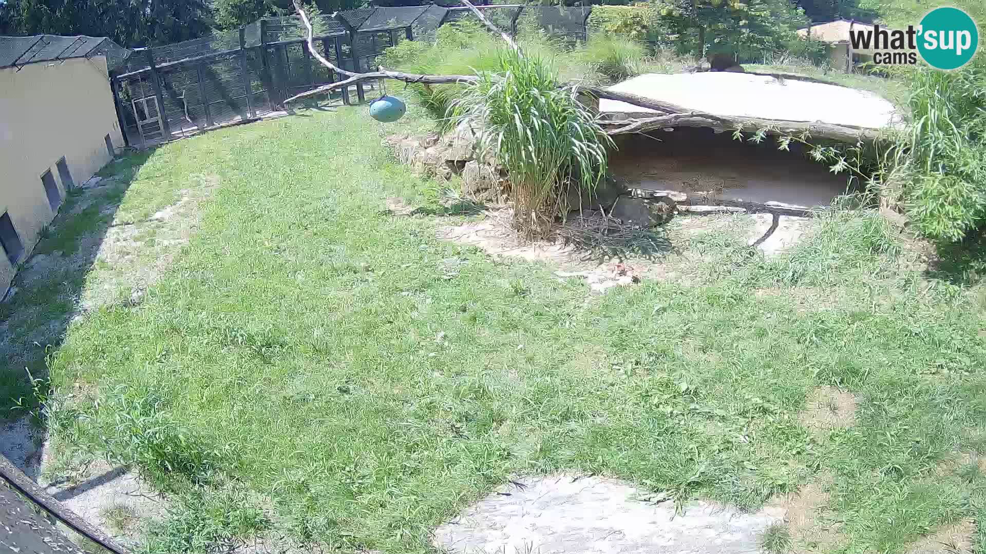 LION live Webcam in Ljubljana Zoo – Slovenia