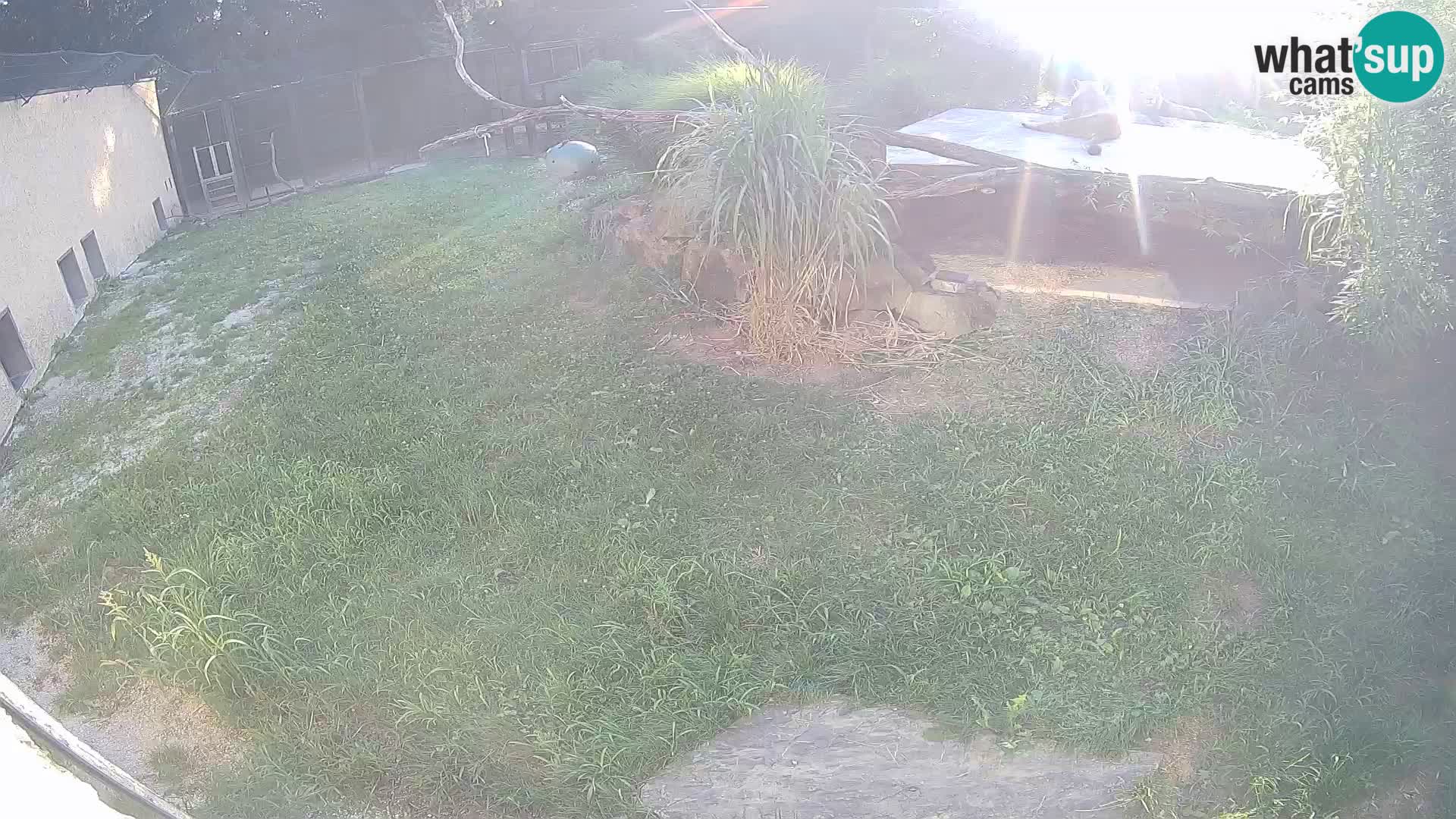 LION live Webcam in Ljubljana Zoo – Slovenia