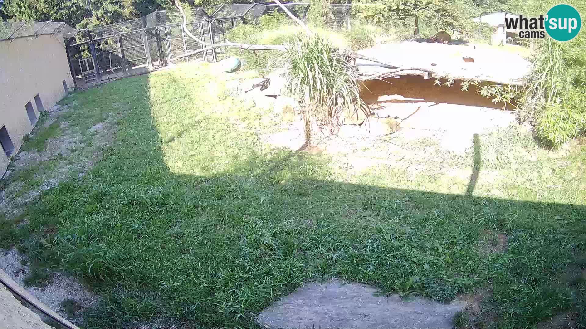 LEONE live Webcam nello zoo di Lubiana – Slovenia