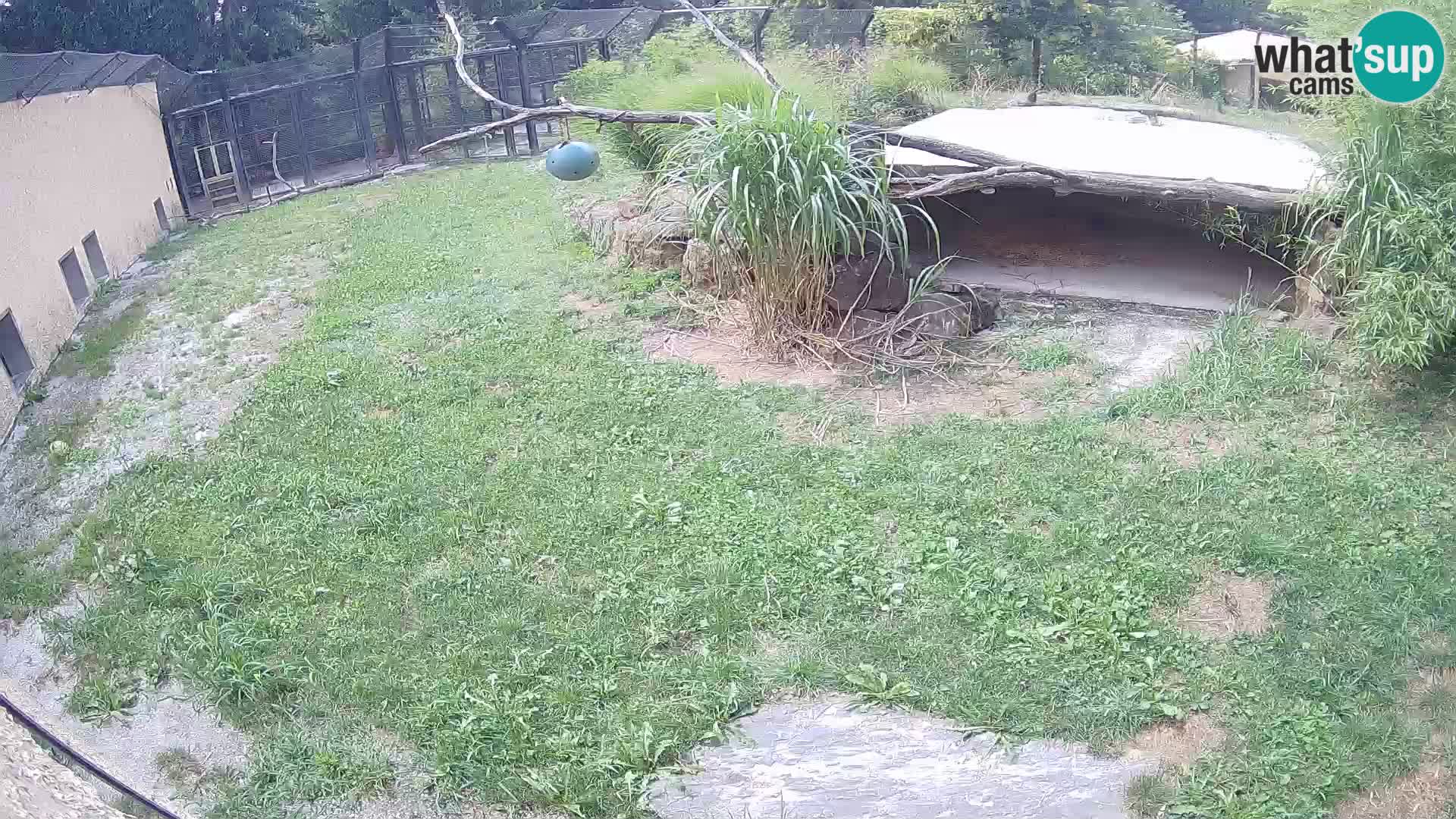 LEVI spletna kamera v živalskem vrtu Ljubljana Zoo