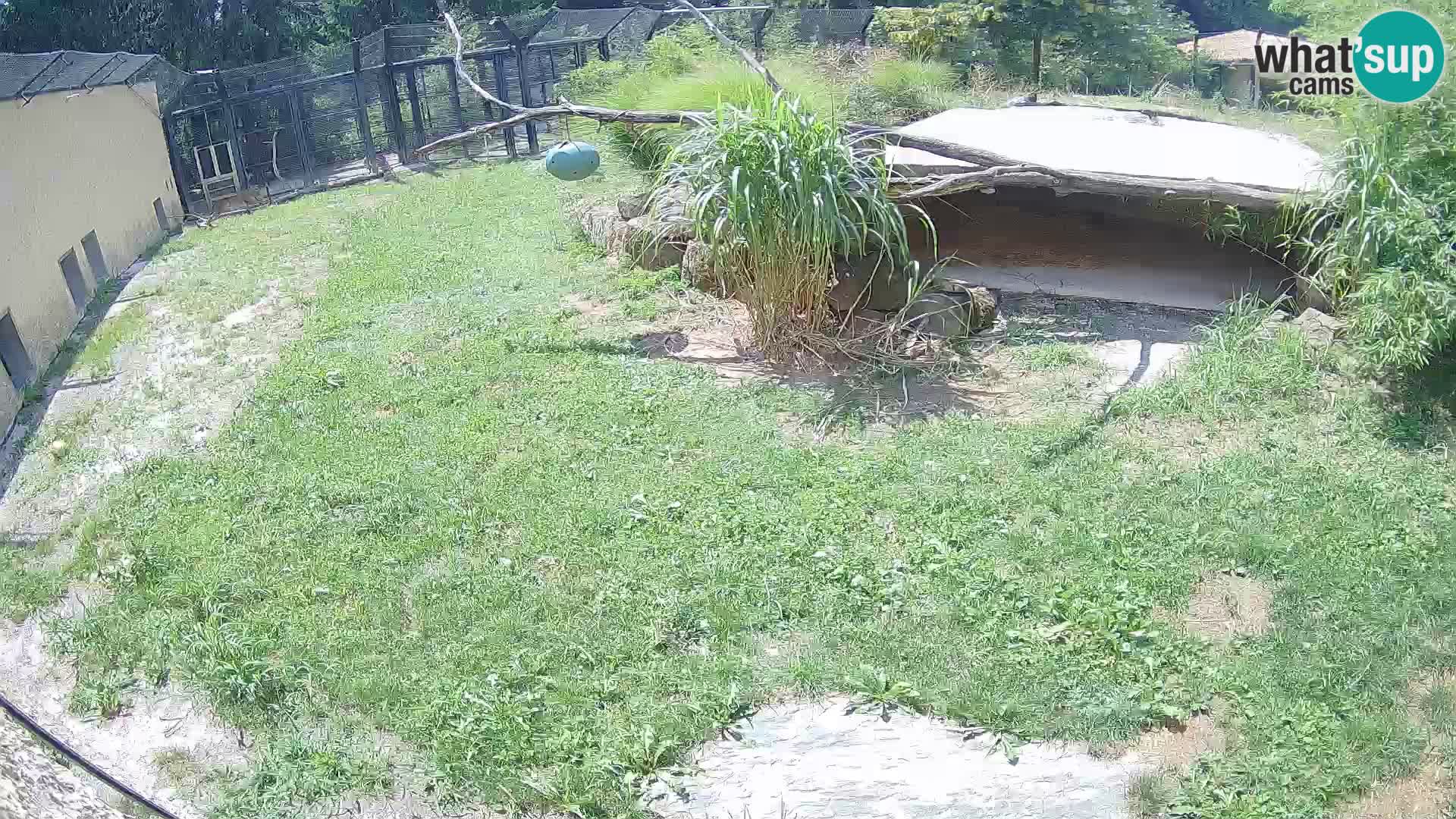 LEON Webcam en vivo en Ljubljana Zoo – Eslovenia