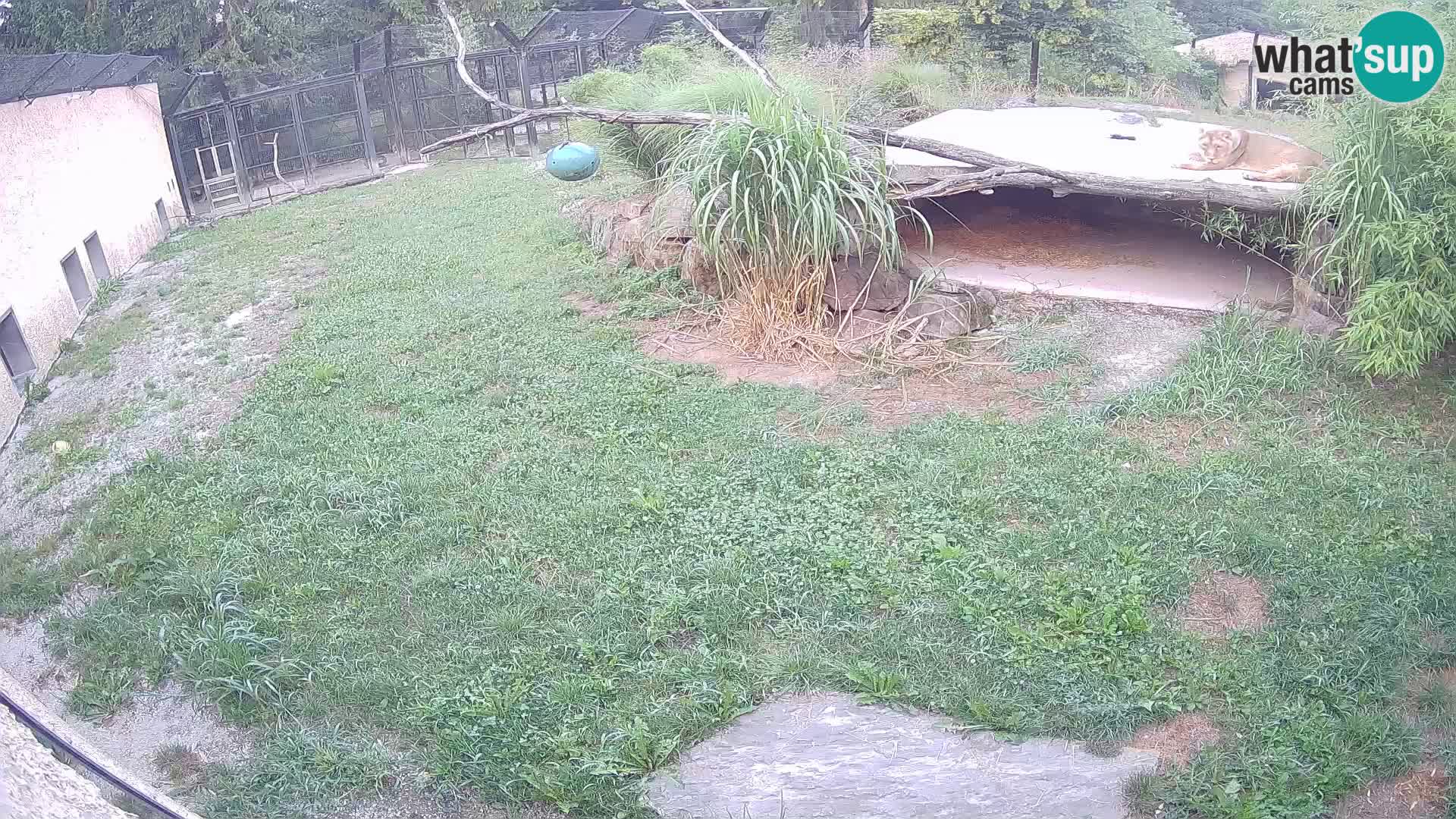 LEON Webcam en vivo en Ljubljana Zoo – Eslovenia