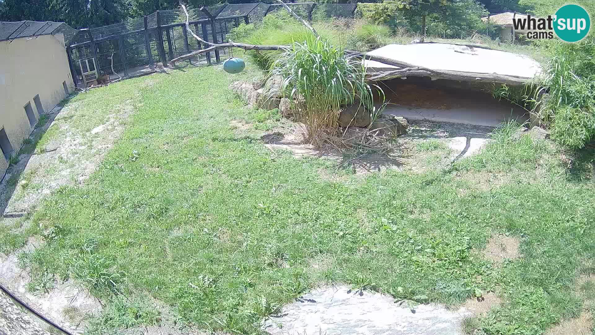 LION live Webcam in Ljubljana Zoo – Slovenia