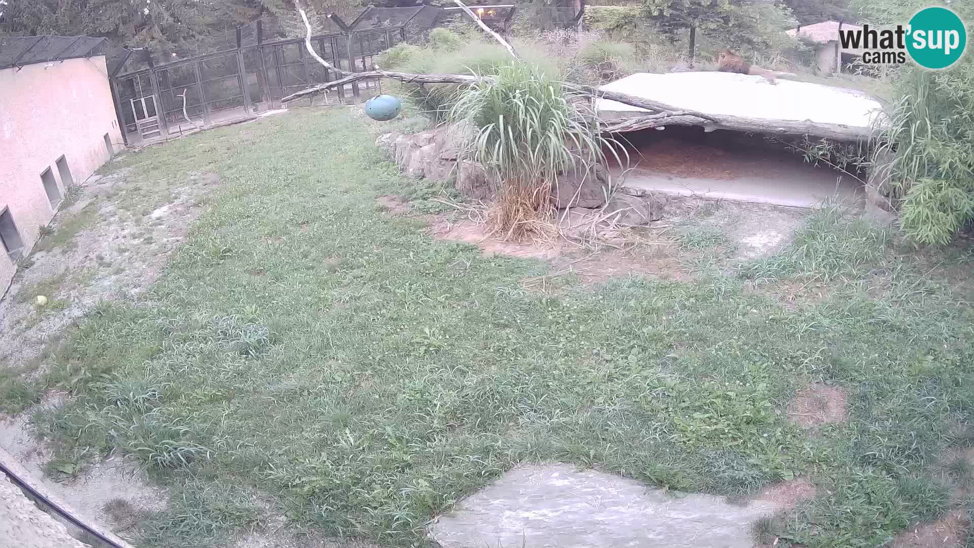 LEONE live Webcam nello zoo di Lubiana – Slovenia