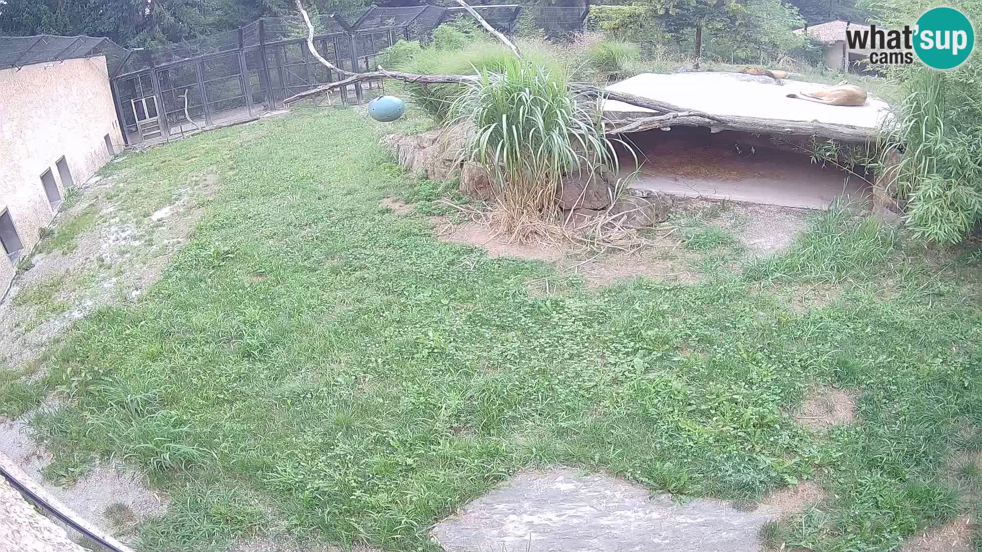 LION live Webcam in Ljubljana Zoo – Slovenia