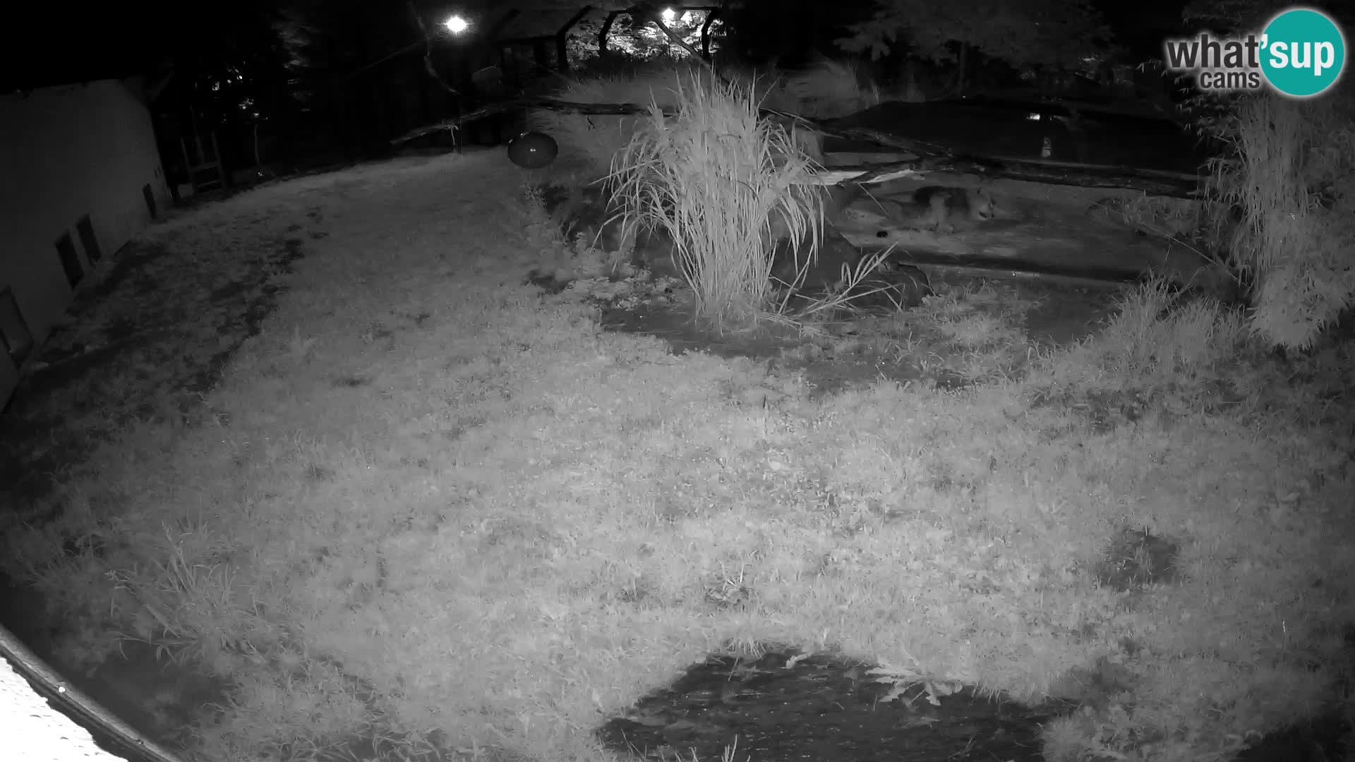 LION live Webcam in Ljubljana Zoo – Slovenia