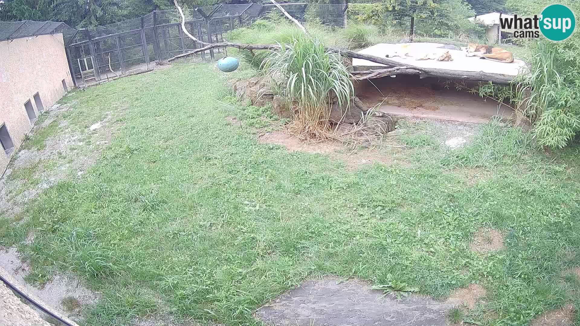 LION webcam en direct du zoo de Ljubljana – Slovénie