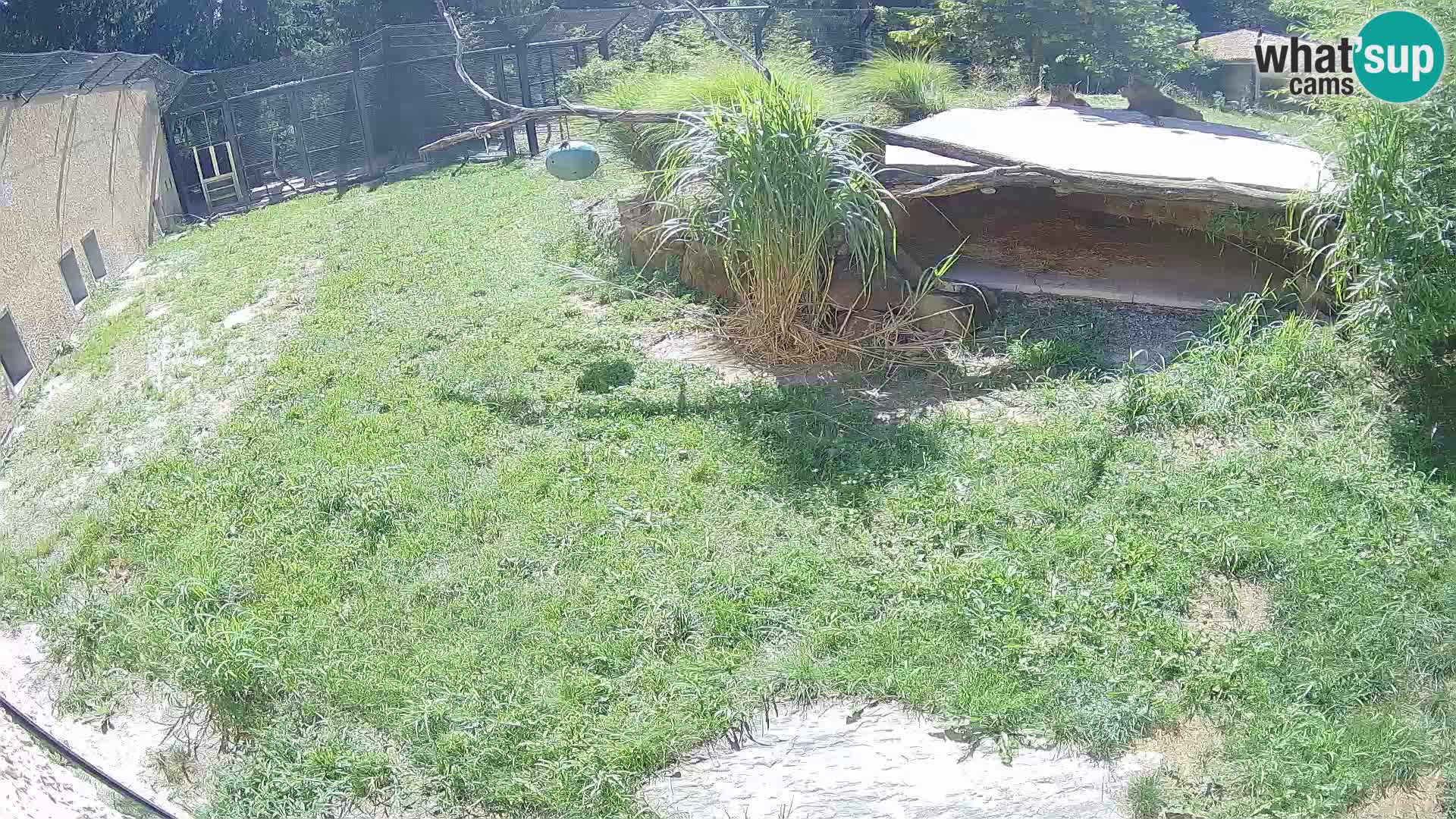 Löwe live Webcam im Zoo von Ljubljana – Slowenien
