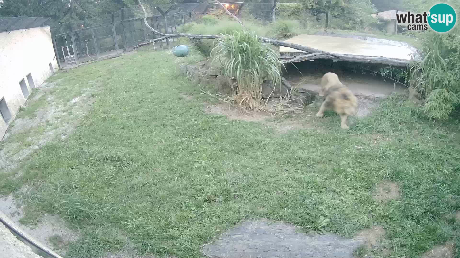 LION live Webcam in Ljubljana Zoo – Slovenia