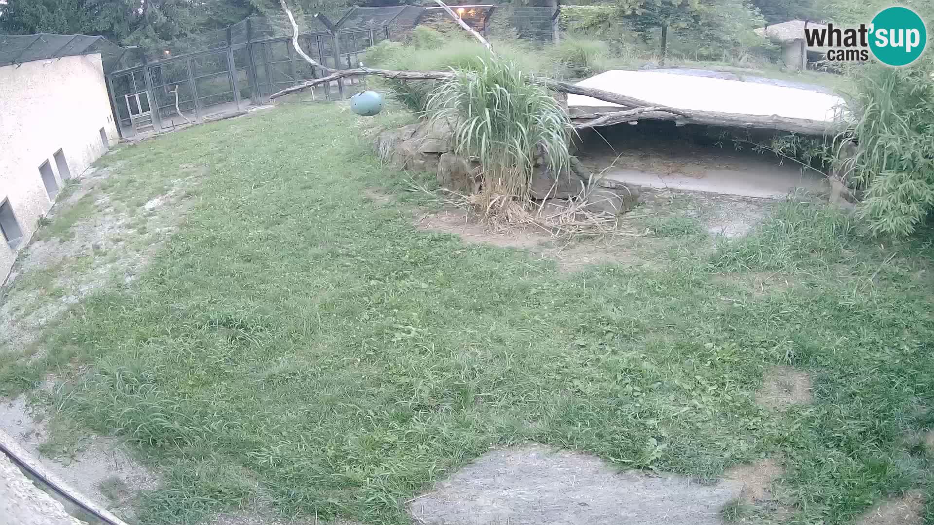 LEVI spletna kamera v živalskem vrtu Ljubljana Zoo