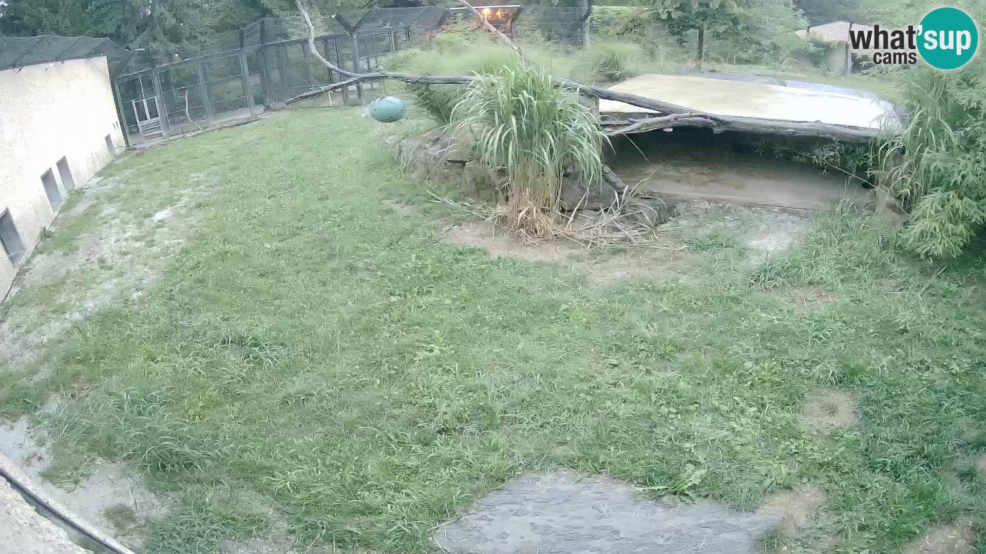 LION live Webcam in Ljubljana Zoo – Slovenia