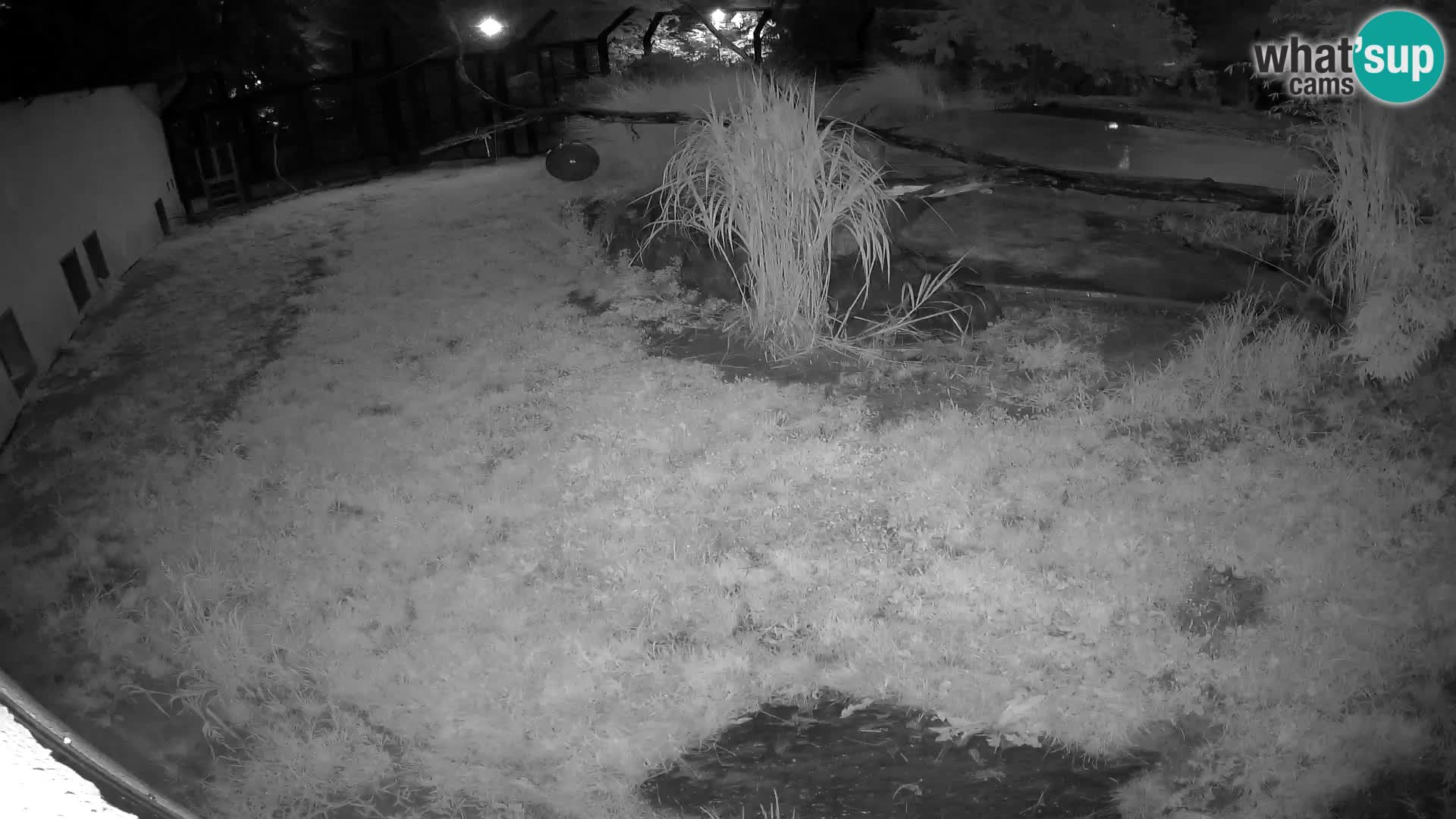 LION live Webcam in Ljubljana Zoo – Slovenia