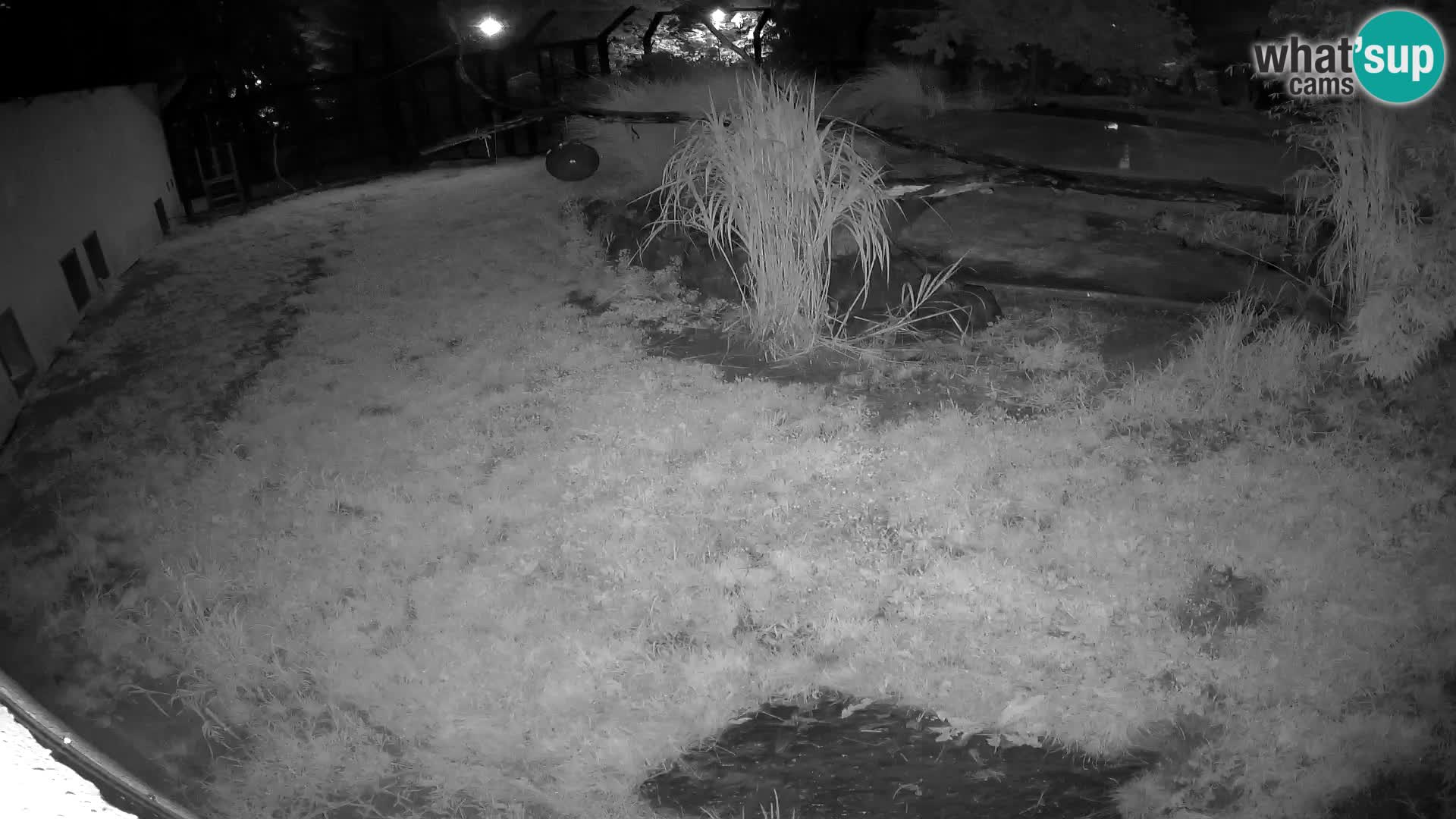 LION live Webcam in Ljubljana Zoo – Slovenia