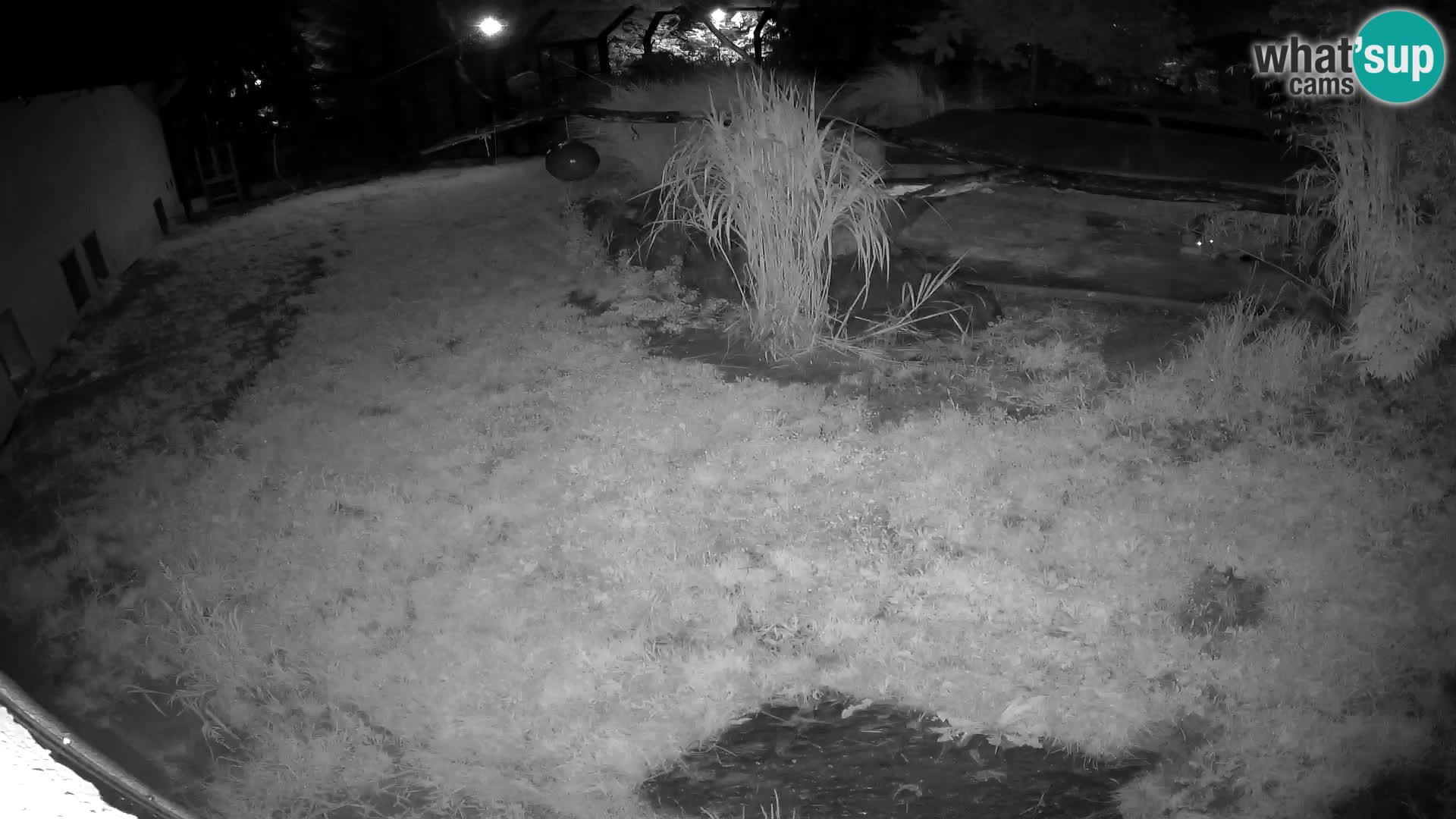 LION live Webcam in Ljubljana Zoo – Slovenia