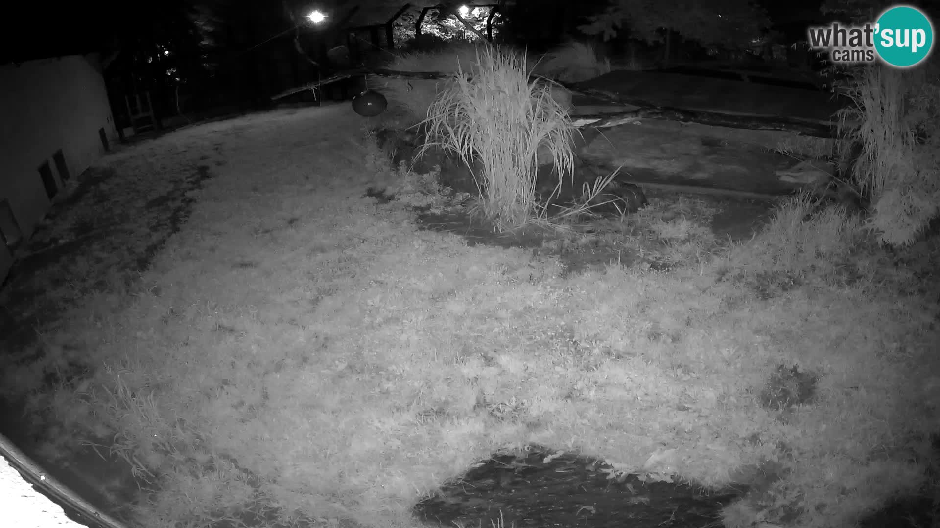LION live Webcam in Ljubljana Zoo – Slovenia